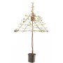 Lei appelboom 'Elstar'